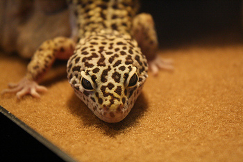 August-2013-Dr. Alexander-Leopard Gecko.jpg